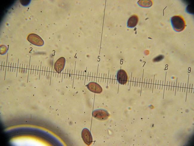 Agaricus GM1277 (moellerianus??)